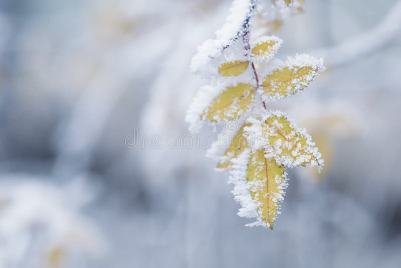 Bush yellow leaves covered with rime