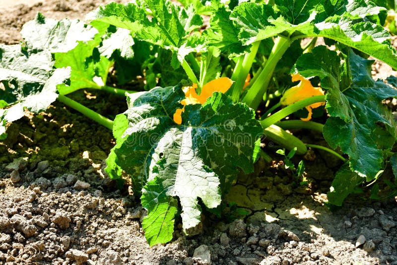Bush Zucchini plant stock photo. Image of harvest, growing 118251990