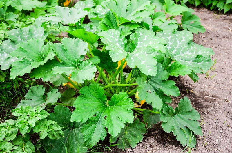 Fiddleleaf Fig Ficus Lyrata Potted House Plant Stock Photo Image of