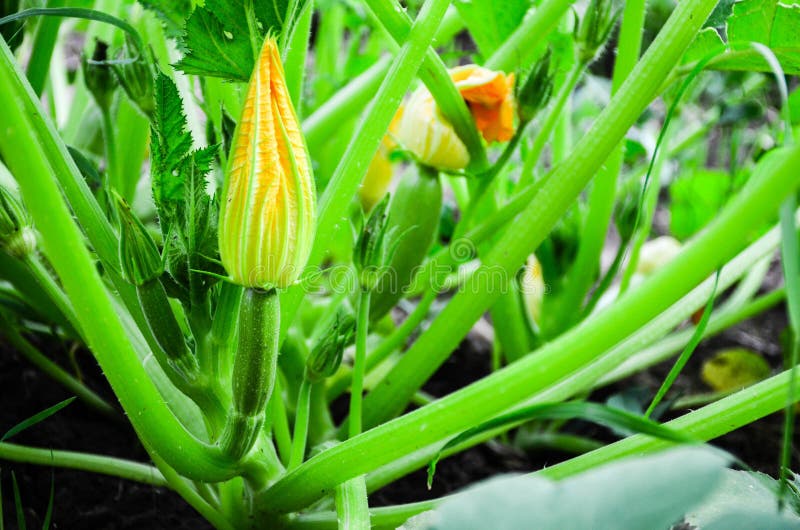 Bush Zucchini plant stock image. Image of field, culinary 94608599