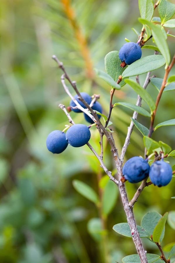 Bush of blueberries with ripe berries in summer. Bush of blueberries with ripe berries in summer