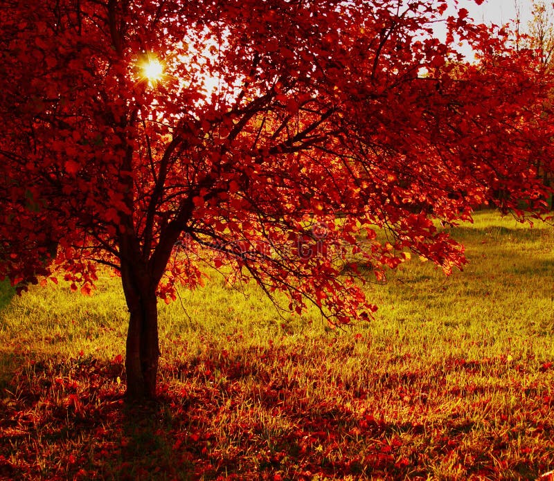 Fiery red autumn bush at sunset. Fiery red autumn bush at sunset