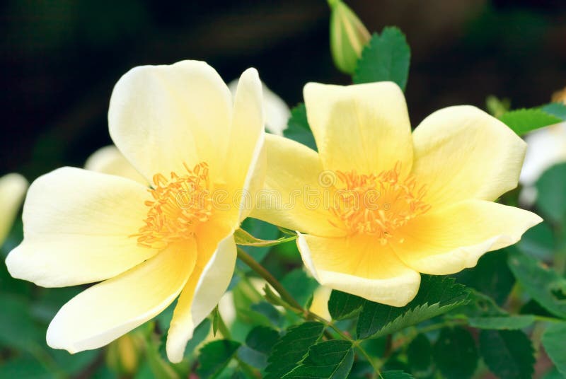 Beautiful spring bush with yellow flowers (macro). Beautiful spring bush with yellow flowers (macro)