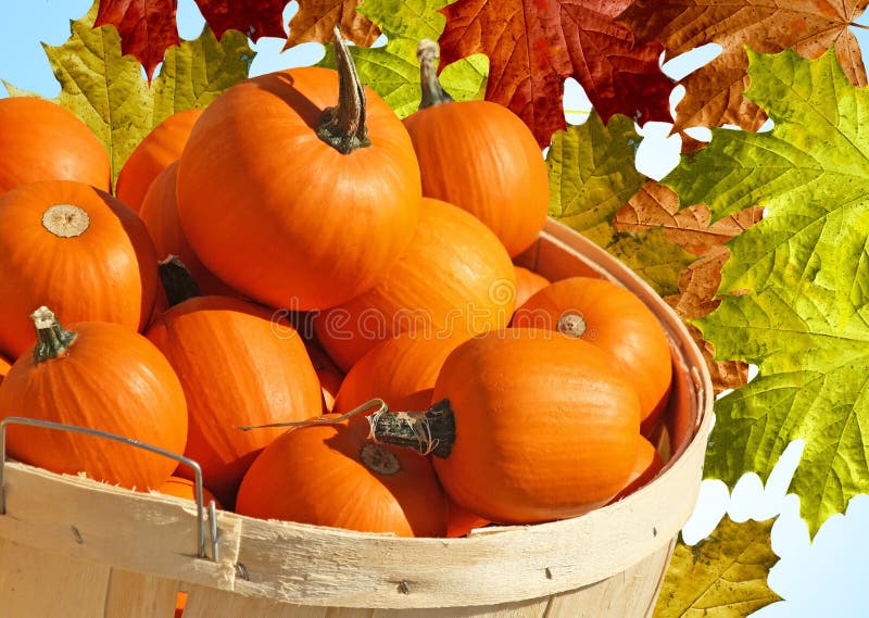 Bushel Basket of Pumpkin Minis with abstract Autumn Leaves background