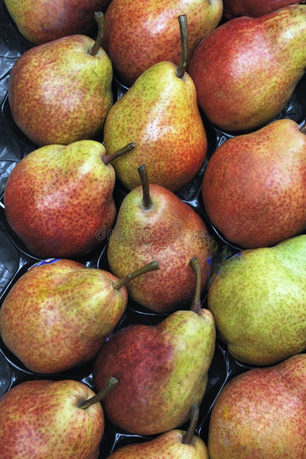 A bushel of fresh just picked green red pears.