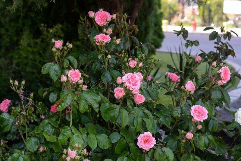 Bushes with Beautiful Pink Roses Outdoors on Summer Day Stock Image