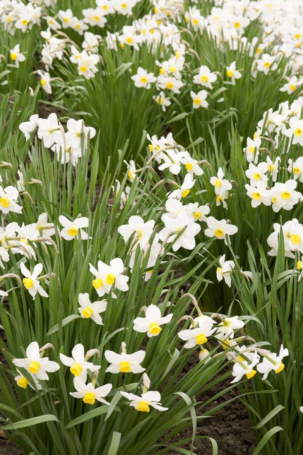 Bushes blooming daffodils stock photo. Image of narcissus 69998484
