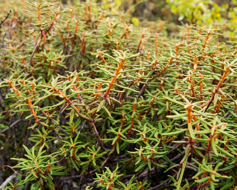 Bushes of Labrador tea stock photo. Image of ledum, herbage 36837370