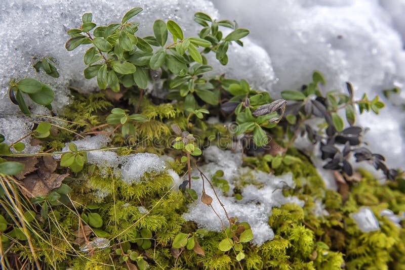 bushes and moss under the snow