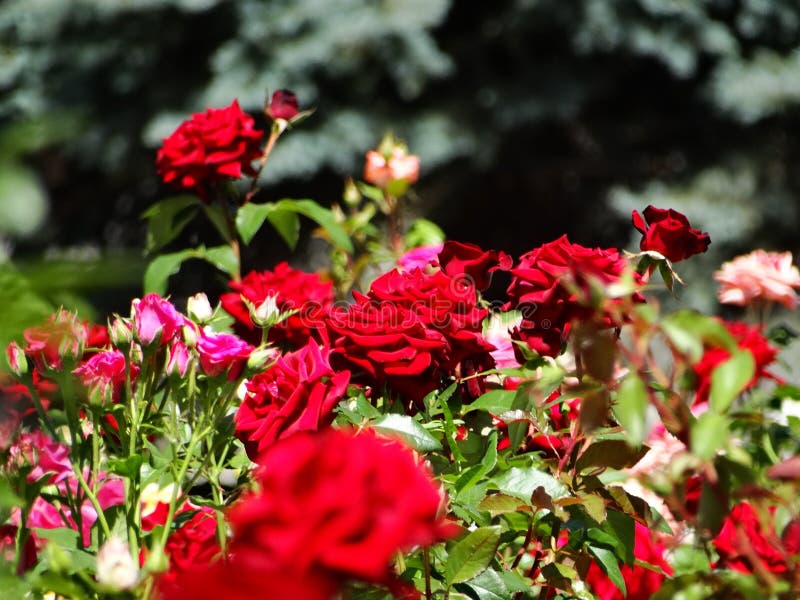 Bushes of Multicolored Roses Stock Photo Image of flora, nature