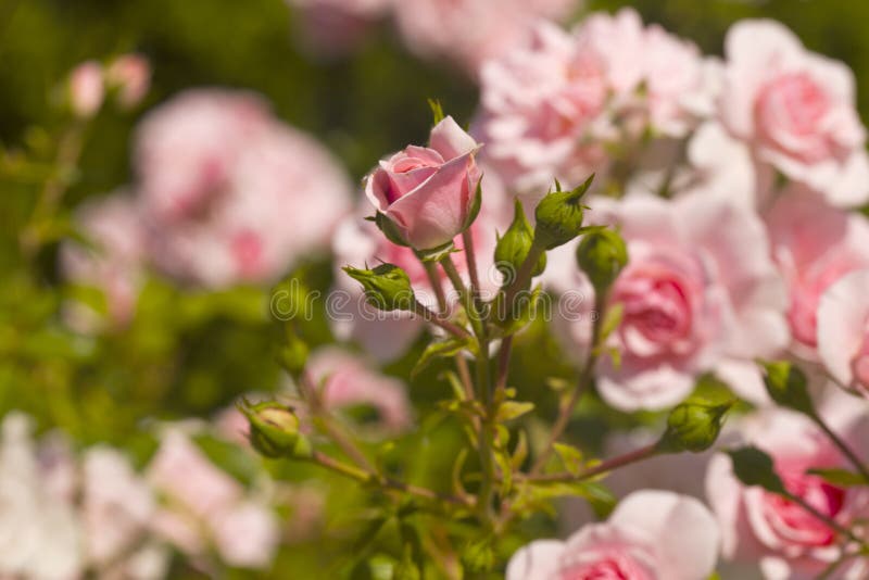 Bushes of Pink Roses in the Garden Stock Image - Image of colorful ...