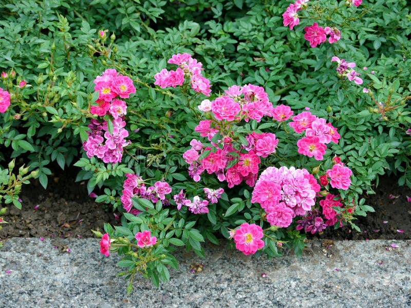 Bushes of Roses with Bright Crimson Colors Stock Photo Image of