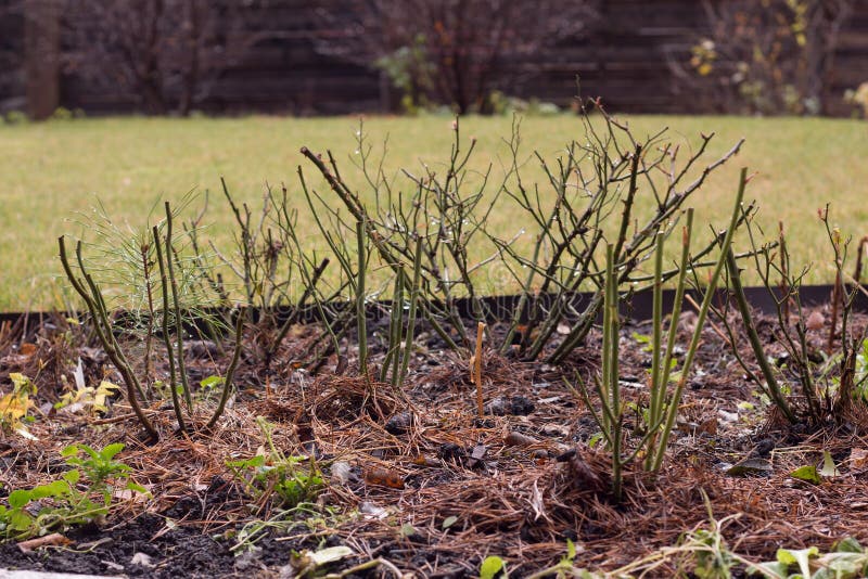 Bushes of Roses without Leaves after Winter in the Garden Stock Photo