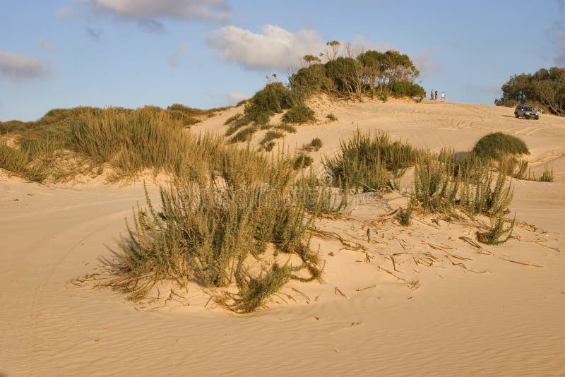 Bushes on sand stock images