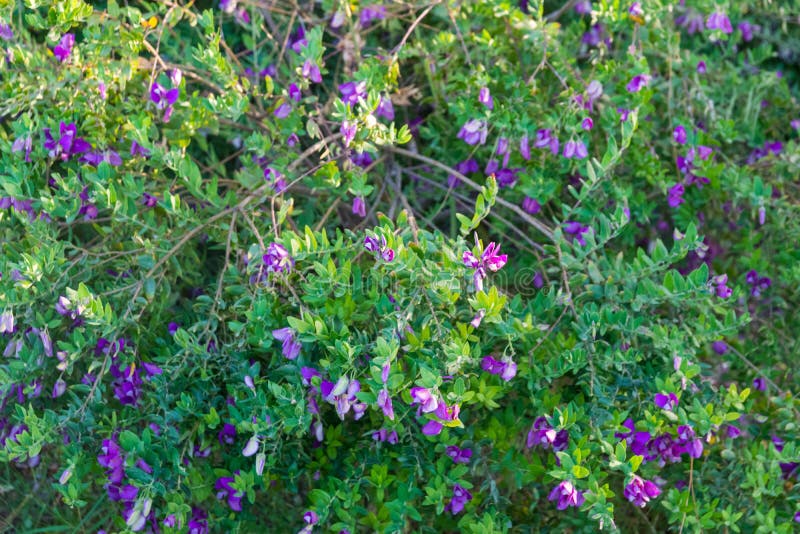 Bushes with Small Purple Flowers Stock Image Image of bloom, color