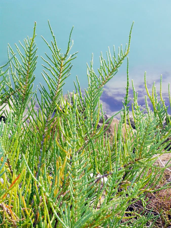 Bushes in Spring in the Garden Lake Stock Image Image of leaves