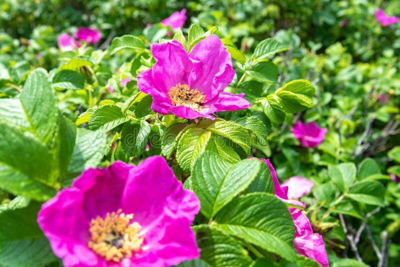 Bushes of tea roses stock photo. Image of flower, rose 191087190