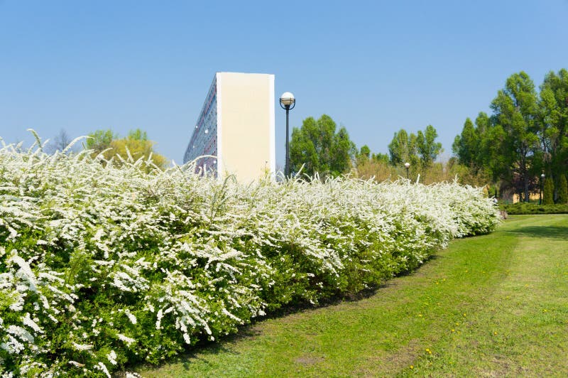 Bushes white flowers stock image. Image of bushes, trees 39954151