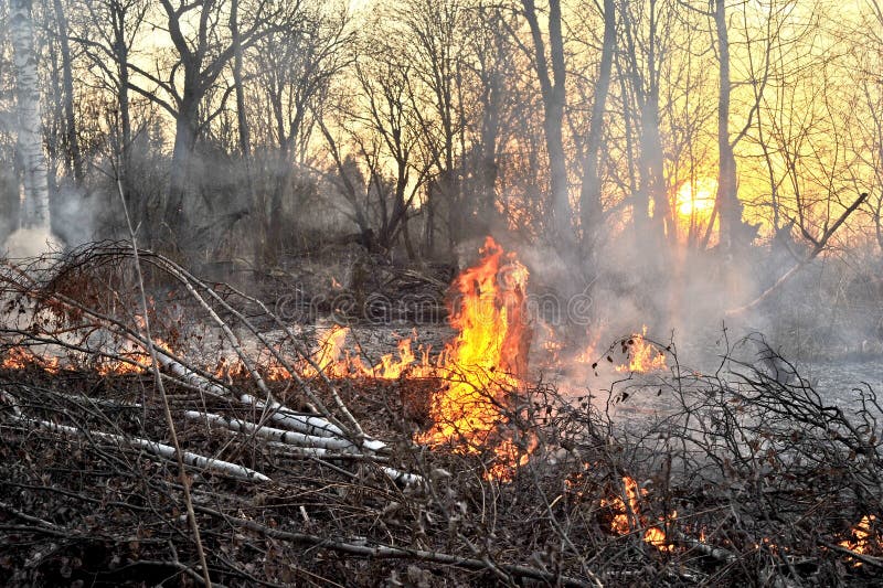 Brush Fire in Illinois stock photo. Image of texture 35998544