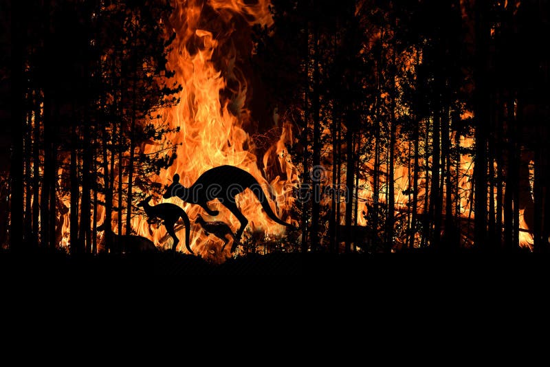 Bushfire IN Australia Forest Many Kangaroos And Other Animals Running Escaping To Save Their Lives, Evacuation destroyed silhouette. Bushfire IN Australia Forest Many Kangaroos And Other Animals Running Escaping To Save Their Lives, Evacuation destroyed silhouette