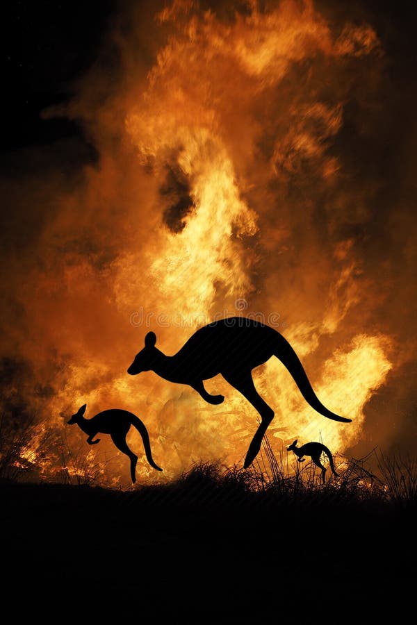 Bushfire IN Australia Forest Many Kangaroos And Other Animals Running Escaping To Save Their Lives, Evacuation destroyed silhouette. Bushfire IN Australia Forest Many Kangaroos And Other Animals Running Escaping To Save Their Lives, Evacuation destroyed silhouette