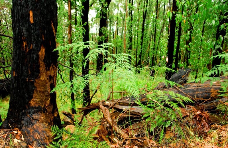 A Beautiful Green Forest in Victoria, Australia. A Beautiful Green Forest in Victoria, Australia