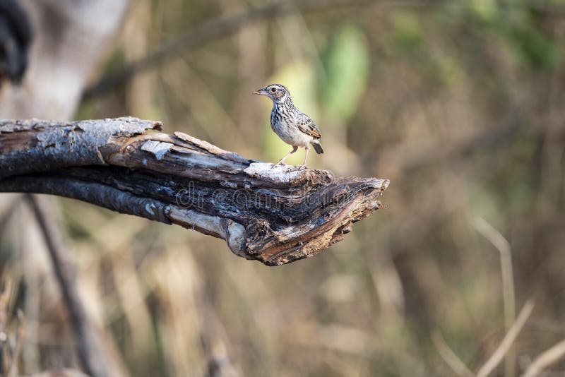 Bushlark indochinois. L'alouette à queue courte avec un dos brun rayé et des stries noires sur la poitrine