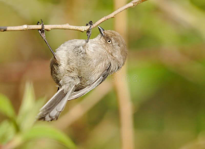 Bushtit - minimus Psaltriparus στοκ φωτογραφίες Bushtit - minimus Psaltriparus στοκ φωτογραφίες
