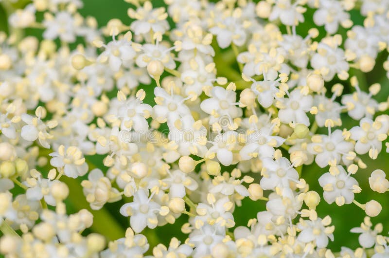 Bushy White Flowers of Elderberry Tree, Sambucus Stock Image Image of