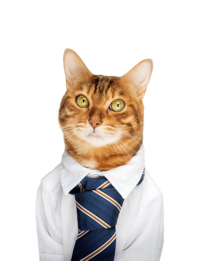 Funny Red Cat in a Suit in the Office at the Workplace Stock Photo ...