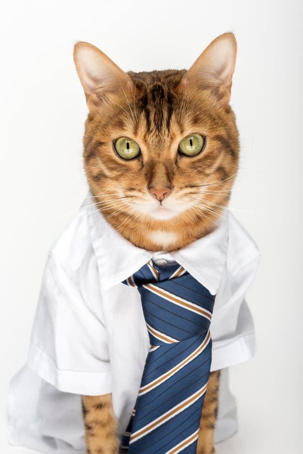 129 Cat Manager Suit Stock Photos - Free & Royalty-Free Stock Photos ...