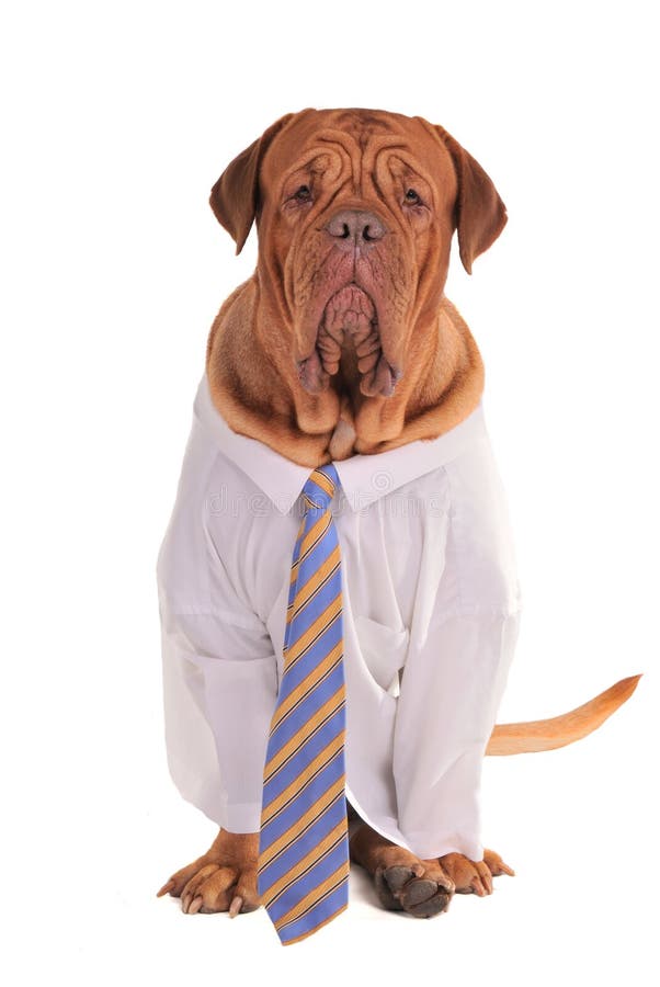 Business Dog stock image. Image of office, bordeaux, dogue 17448175
