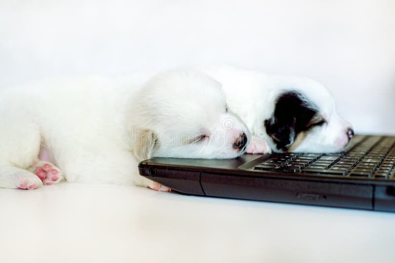 Business dog smart searching stock market online check his account with smile. Cute three puppy pooch sleeping at a computer.