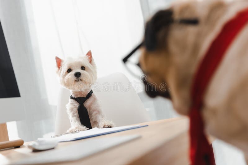 Business dogs in office stock photo. Image of canine 105380160