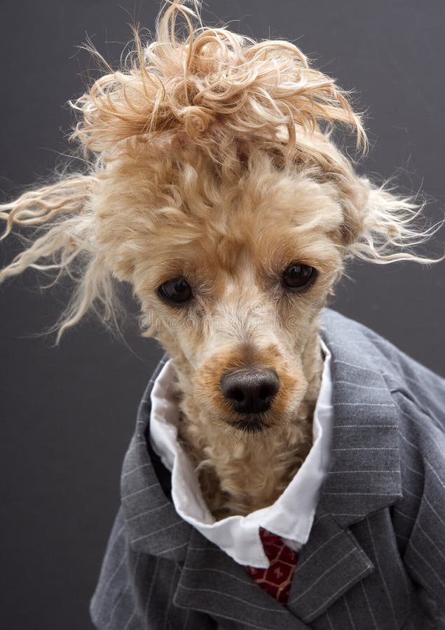 Business Poodle With Crazy Hair Stock Image - Image of 