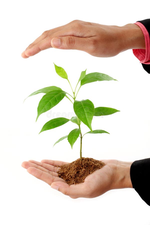 Business woman hands holding a plant royalty free stock images Business woman hands holding a plant royalty free stock images
