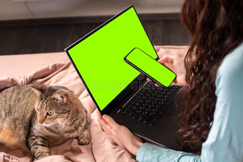 Business woman working from home with cat Concept home quarantine, prevention COVID-19, Coronavirus outbreak situation royalty free stock images Business woman working from home with cat Concept home quarantine, prevention COVID-19, Coronavirus outbreak situation royalty free stock images