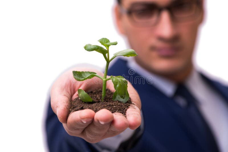 The Businessman Holding Green Sprouts Isolated on White Stock Image