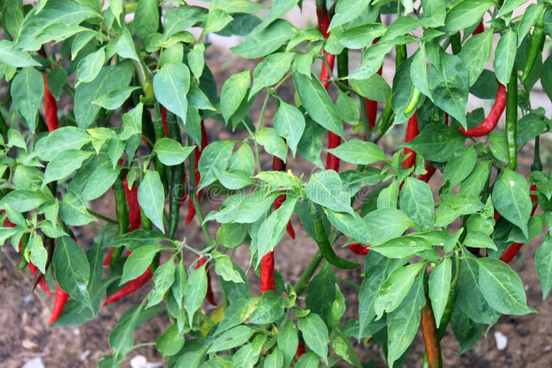 Buskechilipeppar royaltyfri fotografi