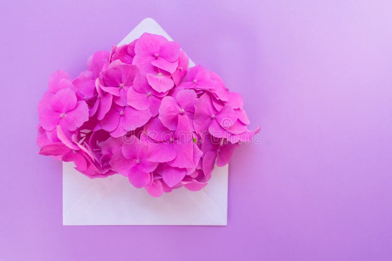 Busta aperta con il fiore rosa dell'ortensia su un fondo lilla delicato Disposizione per le cartoline fotografia stock Busta aperta con il fiore rosa dell'ortensia su un fondo lilla delicato Disposizione per le cartoline fotografia stock