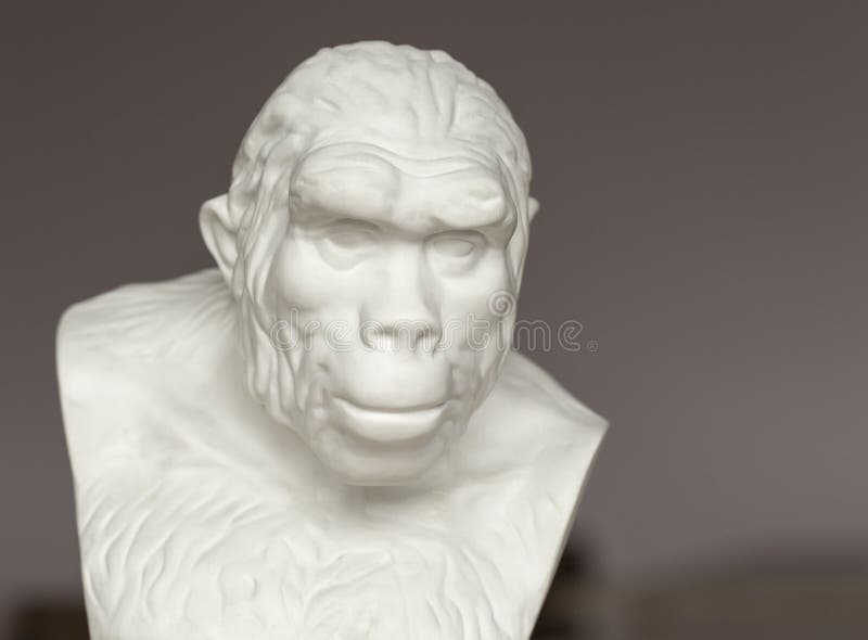 Busto del Pithecanthropus para el estudio en el estudio de la biología en escuela secundaria foto de archivo Busto del Pithecanthropus para el estudio en el estudio de la biología en escuela secundaria foto de archivo