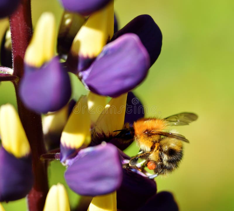 Busy as a Bee stock image. Image of busy, wild, pascuorum 95632791