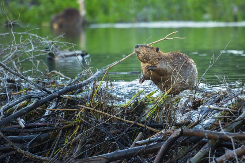 Castoro sondaggi il suo diga lungo serpente un fiume il grande,.