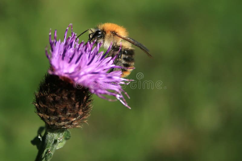 Busy bee