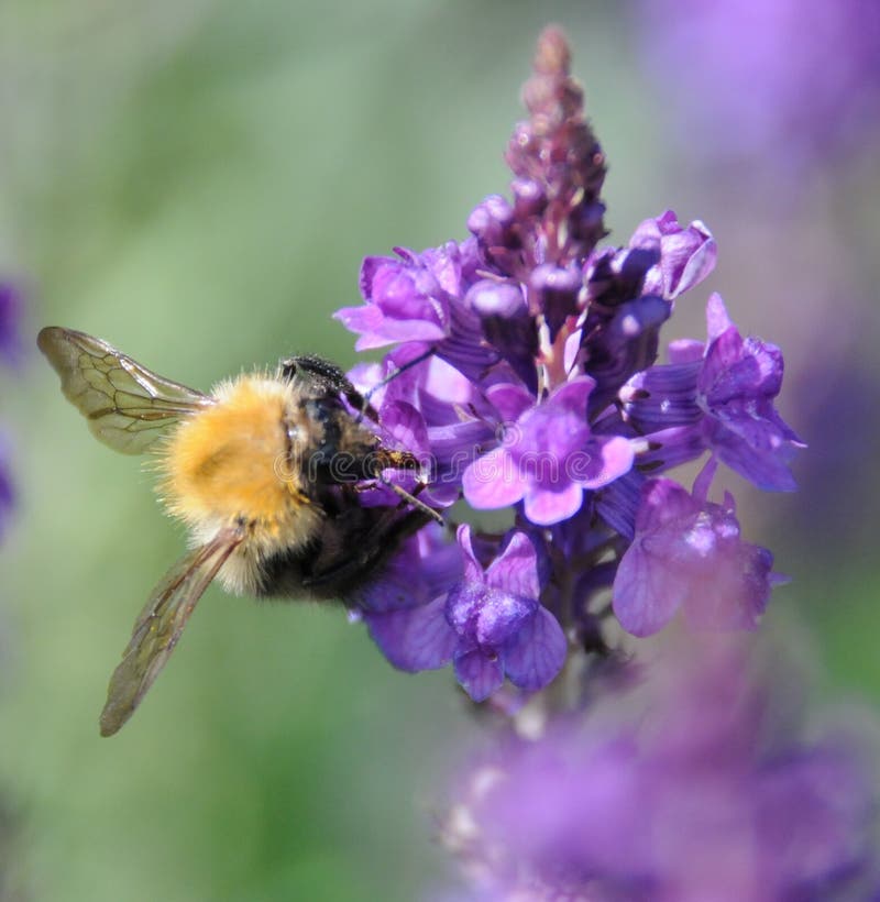 Busy bee stock photo. Image of pollen, busy, flower 100230420