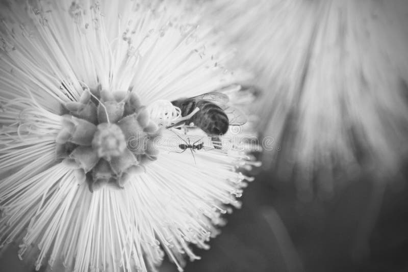 Busy Bee Deep in Thought with Ant about To Bite Ouch Stock Image