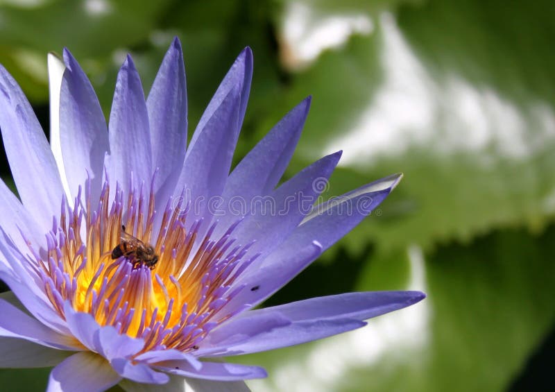 Busy Bee On A Lotus Flower