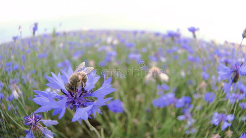 A busy bee is pollinating a blue knapweed meadow flower in the summer field without people Close up view slow mo video royalty free stock photo A busy bee is pollinating a blue knapweed meadow flower in the summer field without people Close up view slow mo video royalty free stock photo