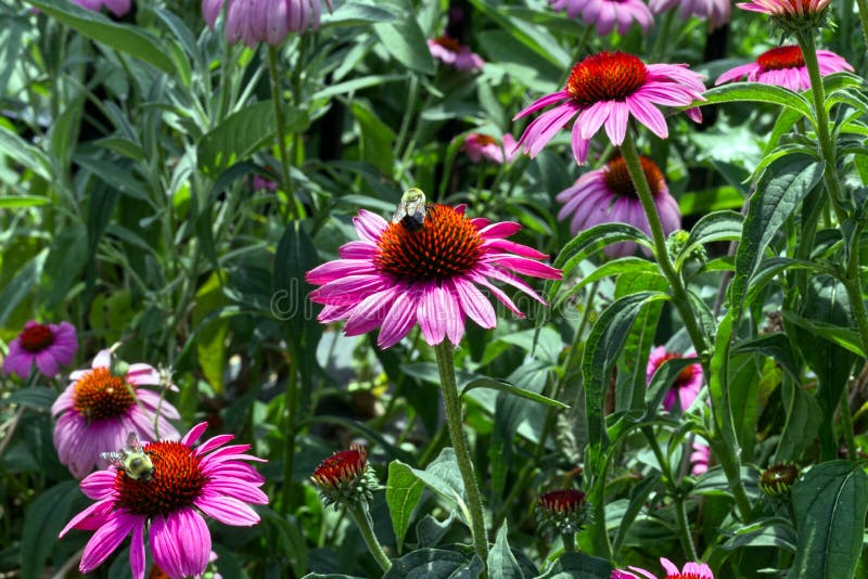 Busy Bees on the Bright Flowers, Toronto, on, Canada Stock Image