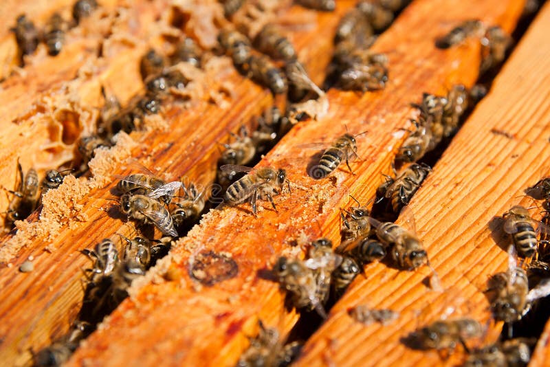 Busy bees, close up view of the working bees on honeycomb. Bees close up showing some animals and honeycomb structure stock images Busy bees, close up view of the working bees on honeycomb. Bees close up showing some animals and honeycomb structure stock images